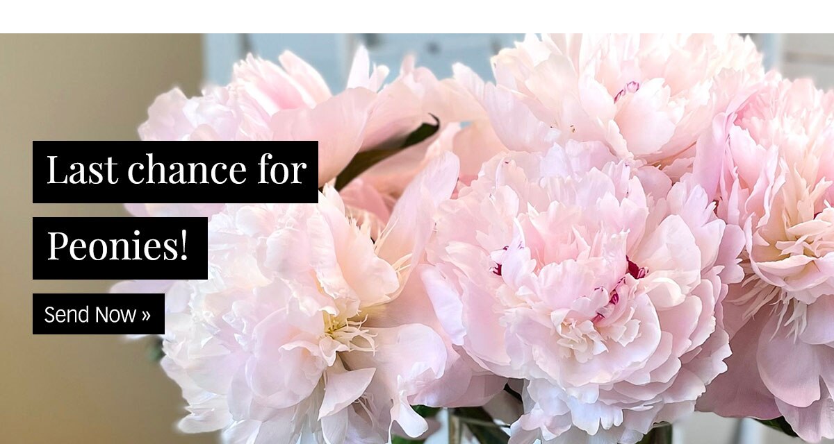 Last chance for Peonies! Shop »
