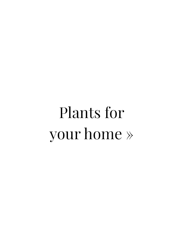 Shop Plants »