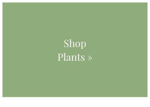 Shop Plants 
